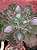 Echeveria Virginia lee - Imagem 2