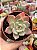 Echeveria salmon - Imagem 1