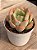 Echeveria salmon - Imagem 2