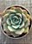 Echeveria salmon - Imagem 3