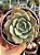 Echeveria salmon - Imagem 1