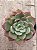 Echeveria salmon - Imagem 2