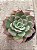 Echeveria salmon - Imagem 1