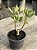 Crassula ovata variegata (tricolor) - Imagem 3