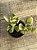 Crassula ovata variegata (tricolor) - Imagem 2