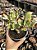 Crassula ovata variegata (tricolor) - Imagem 1