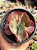 Echeveria katella variegata - Imagem 1