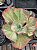 Echeveria katella variegata - Imagem 2