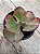 Echeveria katella variegata - Imagem 3