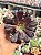 Aeonium zwartkop (Aeonium negro) - Imagem 1