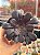 Aeonium zwartkop (Aeonium negro) - Imagem 1
