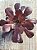 Aeonium zwartkop - Imagem 3