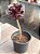 Aeonium zwartkop ( Aeonium negro) - Imagem 2