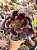 Aeonium zwartkop ( Aeonium negro) - Imagem 1