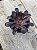 Aeonium zwartkop - Imagem 2