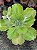 Echeveria Japão bordas alaranjadas (sem raiz) - Imagem 2