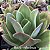 Echeveria Nyara - Imagem 2