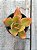 Echeveria Nyara - Imagem 1