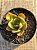 Echeveria Nyara - Imagem 3