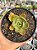 Echeveria Nyara - Imagem 1