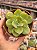 Echeveria lawrence (sem raiz) - Imagem 1