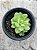 Echeveria lawrence - Imagem 1