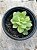 Echeveria lawrence - Imagem 2