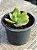 Echeveria lawrence - Imagem 2