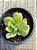 Echeveria lawrence - Imagem 3