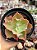 Echeveria princess lace - Imagem 1