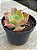 Echeveria princess lace - Imagem 2