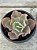 Echeveria princess lace - Imagem 1