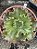 Echeveria morgana - Imagem 2