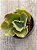 Echeveria morgana (sem raiz) - Imagem 4
