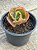 Echeveria morgana - Imagem 4