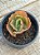 Echeveria morgana - Imagem 3