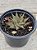 Haworthia limifolia 03 - Imagem 2