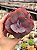 Echeveria jane naylor - Imagem 1