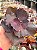 Echeveria jane naylor - Imagem 1