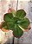 Echeveria fimbriata ( sem raiz) - Imagem 1