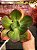 Echeveria fimbriata ( sem raiz) - Imagem 2