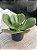 Echeveria fimbriata - Imagem 2