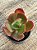 Echeveria fimbriata - Imagem 2