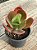 Echeveria fimbriata - Imagem 3