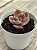Echeveria golden state variegata - Imagem 2
