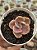 Echeveria golden state variegata - Imagem 1