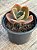 Echeveria kushala P - Imagem 3