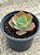 Echeveria blue beach - Imagem 3