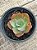 Echeveria blue beach - Imagem 2