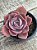 Echeveria dusty rose - Imagem 2